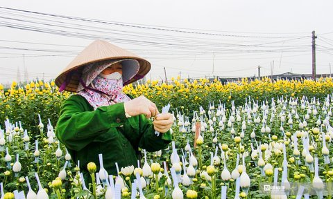 Làng hoa lớn nhất Nam Định tất bật vào vụ Tết