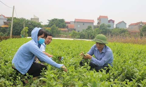 Hà Nội: Đảm bảo nguồn rau xanh phục vụ Tết