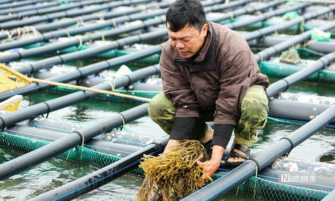 Gắn bảo tồn với phát triển du lịch sinh thái biển