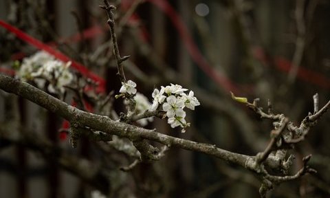 Chưa đến Tết, hoa lê bất ngờ xuất hiện giữa Hà Nội