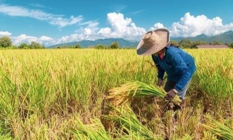 Giá nông sản 4/7: Cà phê tăng nhẹ, lúa gạo đồng loạt giảm