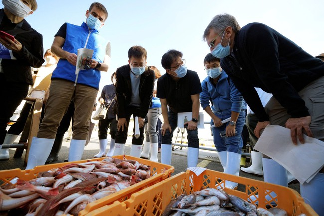 IAEA khảo sát cá gần khu vực xả nước Fukushima