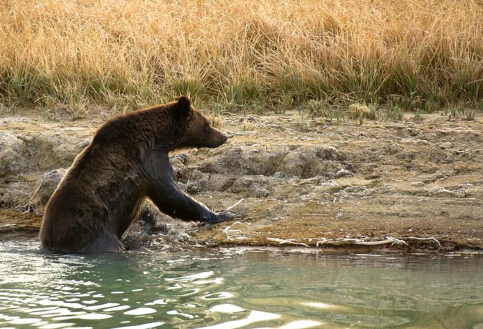 Gấu vồ chết 1 phụ nữ tại công viên Yellowstone