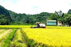 Quảng Bình: Lúa vụ hè thu được mùa, giá bán cao