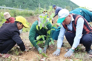 Đà Nẵng trồng hơn 1 triệu cây xanh trong 3 năm