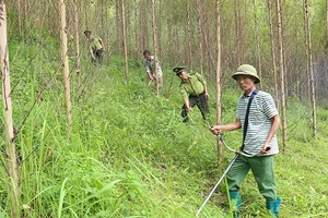 Đẩy mạnh khai thác tín chỉ các-bon rừng