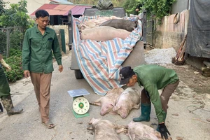 Dịch tả lợn châu Phi lan rộng tại Bắc Kạn