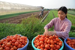 Cơ hội phát triển năng lực cho các hợp tác xã nông nghiệp