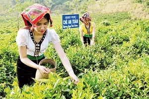 Về vùng chè Mộc Châu