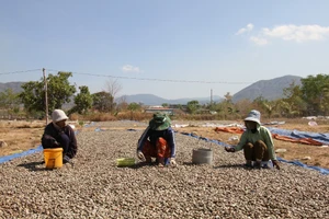 Liên kết sản xuất giúp đồng bào dân tộc thiểu số vươn lên