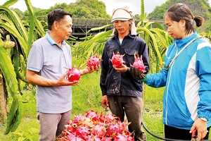 Liên kết sản xuất để thúc đẩy tiêu thụ sản phẩm