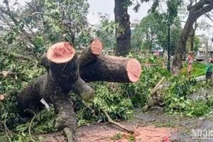 Thái Bình: Điện vẫn mất diện rộng, hàng chục nghìn ha lúa thiệt hại