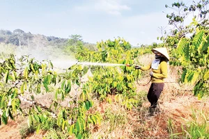 Đắk Nông tăng cường quản lý vật tư nông nghiệp