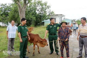 Hỗ trợ bò cho đồng bào dân tộc thiểu số