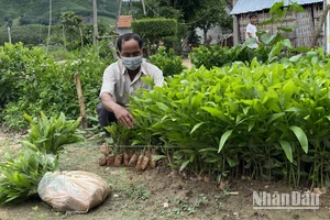 Hiệu quả từ Chương trình phục hồi và phát triển kinh tế của Chính phủ tại Phú Yên