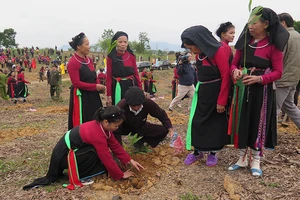 Rừng Tuyên Quang mãi xanh