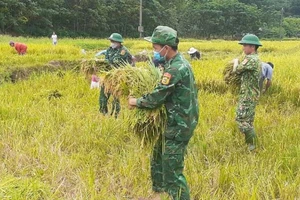 Bộ đội Biên phòng Quảng Bình giúp nhân dân vùng biên giới thu hoạch lúa