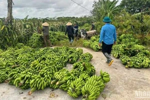 "Giải cứu" hơn trăm hec-ta chuối tiêu hồng OCOP 3 sao bị ngã đổ ở Thái Bình