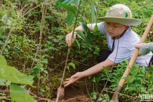 Hành trình “vá” rừng trên núi đá