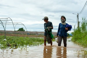 Mưa lớn gây ngập lụt, nông dân làng rau La Hường thấp thỏm mùa mưa bão