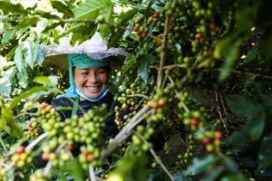 Aratay Coffee: Gắn sao cho sản phẩm OCOP bằng “sự tử tế”