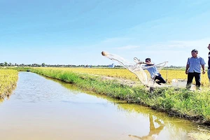 Nuôi tôm càng xanh trong ruộng lúa hữu cơ