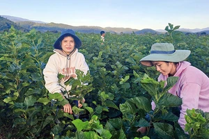 Người “bắc nhịp tằm tang” bên dòng Krông Nô