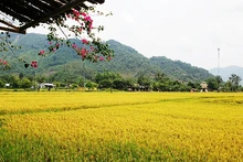 Visiting Da Nang’s commune of Hoa Bac during ripe rice season