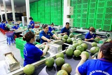 Fruit, vegetable exports expected to hit record in 2024