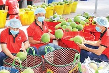 Maintaining the agricultural export market of China