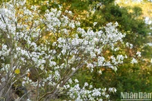 Blooming bauhinia flowers boast charm in Dien Bien Province