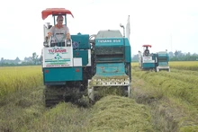 Prospects of rice cultivation for selling carbon credit