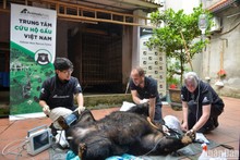 One more Asian black bear rescued in Hanoi