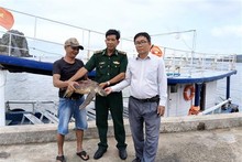 Sea turtle returned to ocean in waters off Kien Giang province