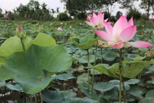 [In Pictures] Lotus in full bloom in Uncle Ho’s hometown