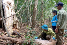 Endangered species released back to nature in southern Vietnam