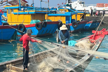 Binh Thuan works hard on combating IUU fishing