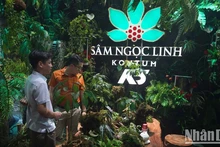 First international ginseng, aromatic and medicinal herbs festival launched in Ho Chi Minh City