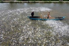 Tra fish export value estimated at 1.8 billion USD this year: Deputy Minister