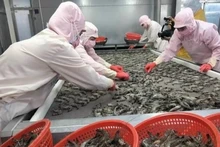 Shrimp exports “accelerate” in most markets