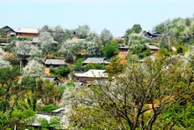 Visiting the land of ‘son tra’ flowers in Son La Province