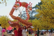 [Photo] Yellow apricot blossom at Vietnamese Tet Festival 2024