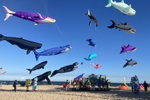 Kite-flying festival draws crowds in Binh Thuan