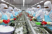 Shrimp exports face the challenge of “swimming against the current”