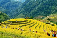 Terraced fields to become unique tourist product of the Northwest region