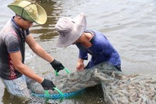 Bac Lieu aims for over 1 billion USD in shrimp exports this year