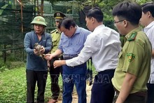 Quang Binh: 15 rare wild animals released back to the wild