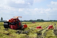 Kien Giang province to expand organic rice cultivation