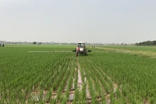 Winter-spring rice output expected to reach 20.3 million tonnes