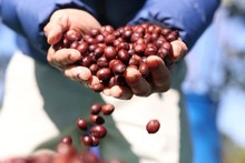 Vietnam – EU's second biggest coffee supplier in 2023